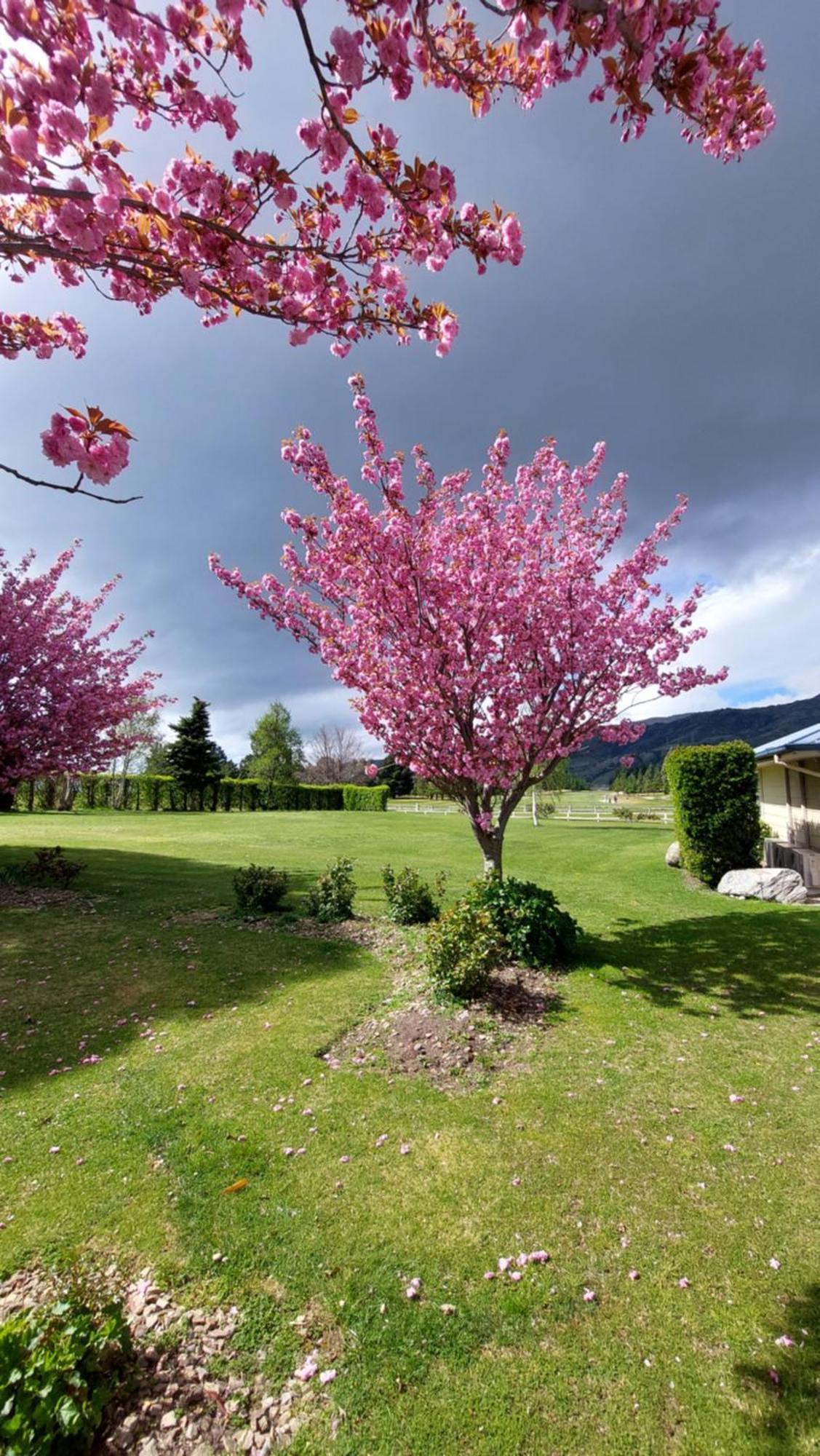 Lake Dunstan Motel ครอมเวลล์ ภายนอก รูปภาพ